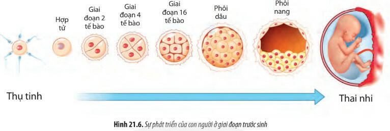 Lý thuyết Sinh học 11 Bài 21 (Chân trời sáng tạo): Sinh trưởng và phát triển ở động vật (ảnh 1)