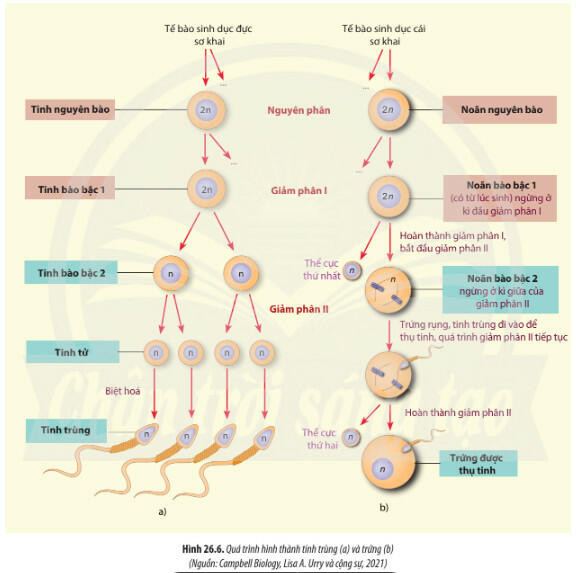 Lý thuyết Sinh học 11 Bài 26 (Chân trời sáng tạo): Sinh sản ở động vật (ảnh 1)