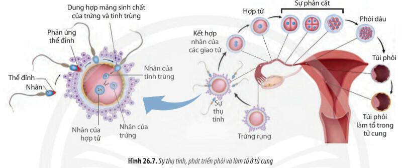 Lý thuyết Sinh học 11 Bài 26 (Chân trời sáng tạo): Sinh sản ở động vật (ảnh 1)