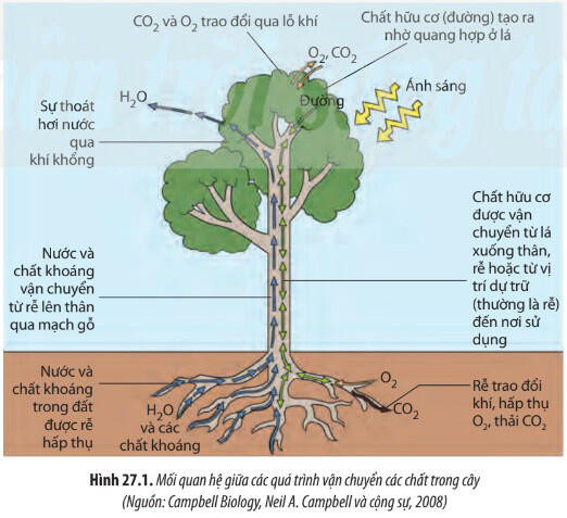 Lý thuyết Sinh học 11 Bài 27 (Chân trời sáng tạo): Cơ thể sinh vật là một hệ thống mở và tự điều chỉnh (ảnh 1)