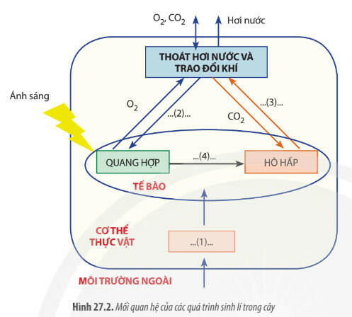 Lý thuyết Sinh học 11 Bài 27 (Chân trời sáng tạo): Cơ thể sinh vật là một hệ thống mở và tự điều chỉnh (ảnh 1)