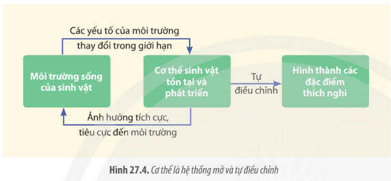 Lý thuyết Sinh học 11 Bài 27 (Chân trời sáng tạo): Cơ thể sinh vật là một hệ thống mở và tự điều chỉnh (ảnh 1)