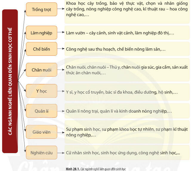 Lý thuyết Sinh học 11 Bài 28 (Chân trời sáng tạo): Một số ngành nghề liên quan đến sinh học cơ thể (ảnh 1)