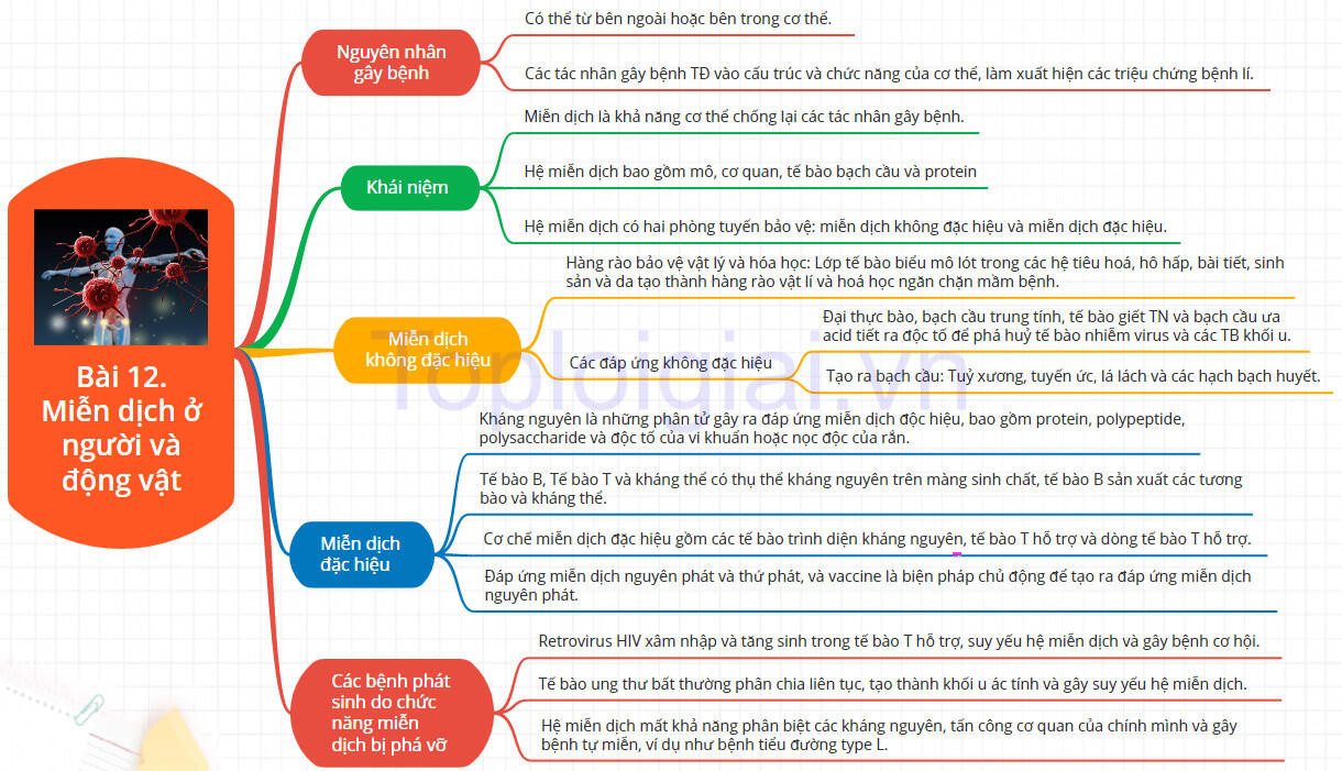 Lý thuyết Sinh học 11 Bài 12 (Kết nối tri thức): Miễn dịch ở người và động vật (ảnh 1)