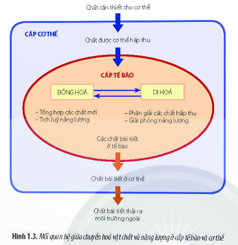 Lý thuyết Sinh học 11 Bài 1 (Chân trời sáng tạo): Khái quát về trao đổi chất và chuyển hóa năng lượng ở sinh vật (ảnh 1)