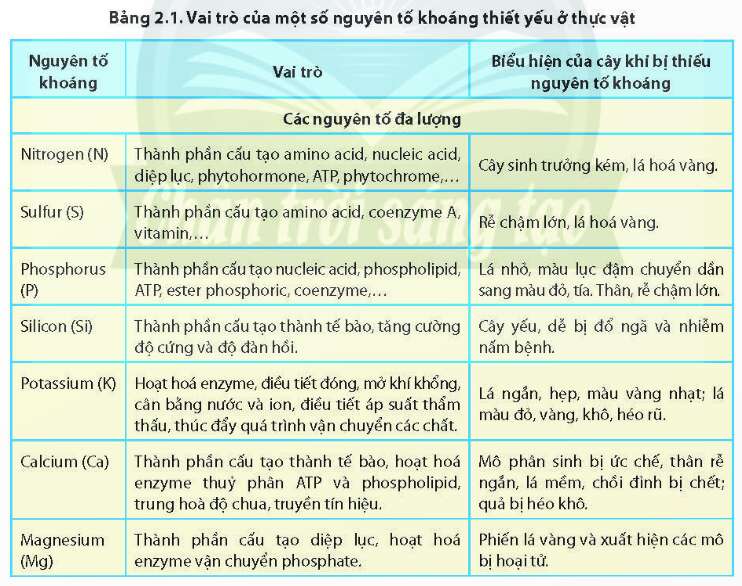 Lý thuyết Sinh học 11 Bài 2 (Chân trời sáng tạo): Trao đổi nước và khoáng ở thực vật (ảnh 1)