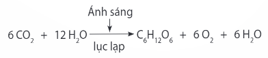 Lý thuyết Sinh học 11 Bài 4 (Chân trời sáng tạo): Quang hợp ở thực vật (ảnh 1)