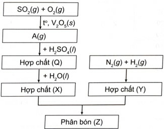 Giải SBT Hóa 11 Bài 7 (Chân trời sáng tạo): Sulfuric acid và muối sulfate (ảnh 3)