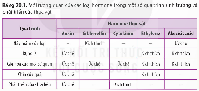  (ảnh 13)