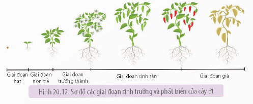  (ảnh 15)