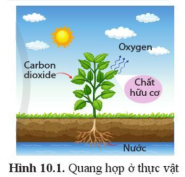 Sinh học 10 Bài 10 Sự chuyển hóa năng lượng và enzyme | Giải Sinh 10 Cánh diều (ảnh 1)