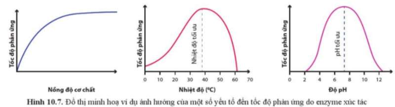 Sinh học 10 Bài 10 Sự chuyển hóa năng lượng và enzyme | Giải Sinh 10 Cánh diều (ảnh 10)