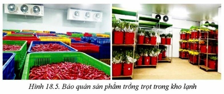 Công nghệ 10 Bài 18: Ứng dụng công nghệ cao trong thu hoạch, bảo quản và chế biến sản phẩm trồng trọt | Cánh diều (ảnh 6)