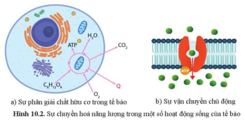 Sinh học 10 Bài 10 Sự chuyển hóa năng lượng và enzyme | Giải Sinh 10 Cánh diều (ảnh 2)