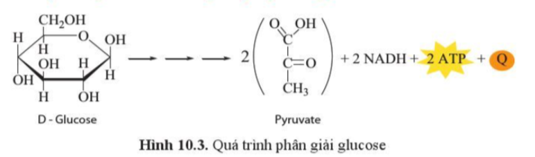 Sinh học 10 Bài 10 Sự chuyển hóa năng lượng và enzyme | Giải Sinh 10 Cánh diều (ảnh 3)