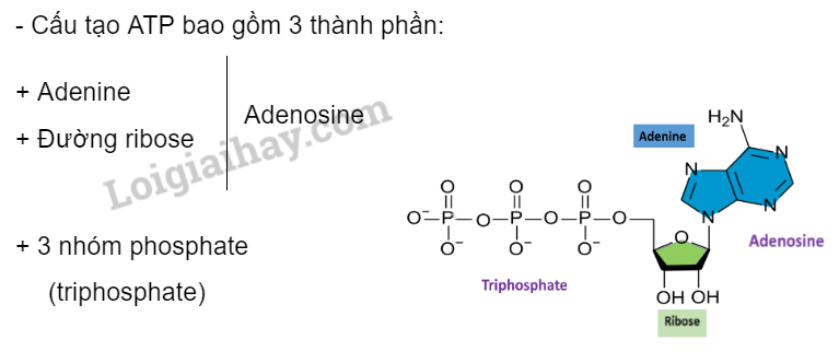 Sinh học 10 Bài 10 Sự chuyển hóa năng lượng và enzyme | Giải Sinh 10 Cánh diều (ảnh 6)