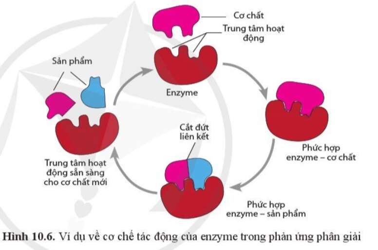 Sinh học 10 Bài 10 Sự chuyển hóa năng lượng và enzyme | Giải Sinh 10 Cánh diều (ảnh 8)