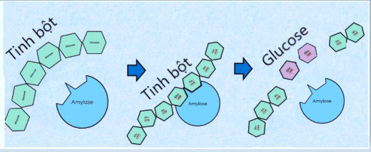 Sinh học 10 Bài 10 Sự chuyển hóa năng lượng và enzyme | Giải Sinh 10 Cánh diều (ảnh 9)