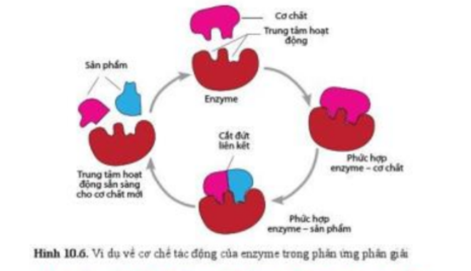 Lý thuyết Sinh học 10 Bài 10 (Cánh diều): Sự chuyển hóa năng lượng và enzyme (ảnh 3)