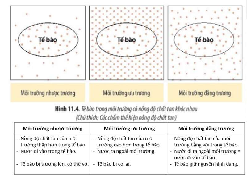 Lý thuyết Sinh học 10 Bài 11 (Chân trời sáng tạo): Vận chuyển các chất qua màng sinh chất (ảnh 7)