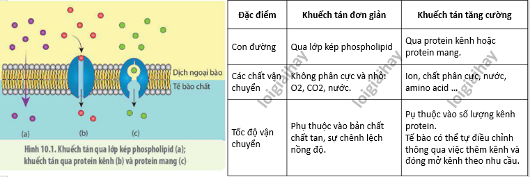 Lý thuyết Sinh học 10 Bài 11 (Chân trời sáng tạo): Vận chuyển các chất qua màng sinh chất (ảnh 3)