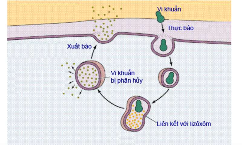 Lý thuyết Sinh học 10 Bài 10 (Kết nối tri thức): Trao đổi chất qua màng tế bào (ảnh 7)