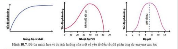 Lý thuyết Sinh học 10 Bài 10 (Cánh diều): Sự chuyển hóa năng lượng và enzyme (ảnh 6)