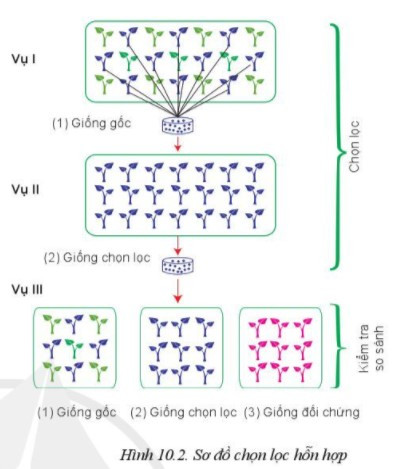 Lý thuyết Công nghệ 10 Bài 10: Phương pháp chọn, tạo giống cây trồng - Cánh diều  (ảnh 1)