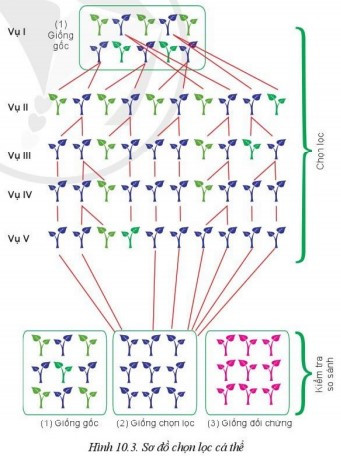 Lý thuyết Công nghệ 10 Bài 10: Phương pháp chọn, tạo giống cây trồng - Cánh diều  (ảnh 1)