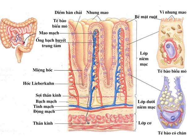 Sinh học 10 Ôn tập chương 1 | Giải Sinh 10 Chân trời sáng tạo (ảnh 1)