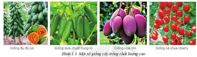 Lý thuyết Công nghệ 10 Bài 1: Trồng trọt trong bối cảnh cuộc cách mạng công nghệ 4.0 - Cánh diều  (ảnh 1)