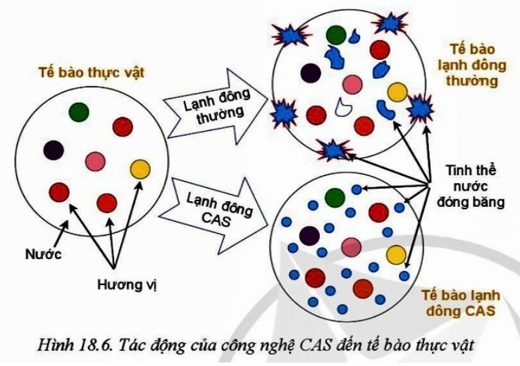 Công nghệ 10 Bài 18: Ứng dụng công nghệ cao trong thu hoạch, bảo quản và chế biến sản phẩm trồng trọt | Cánh diều (ảnh 7)