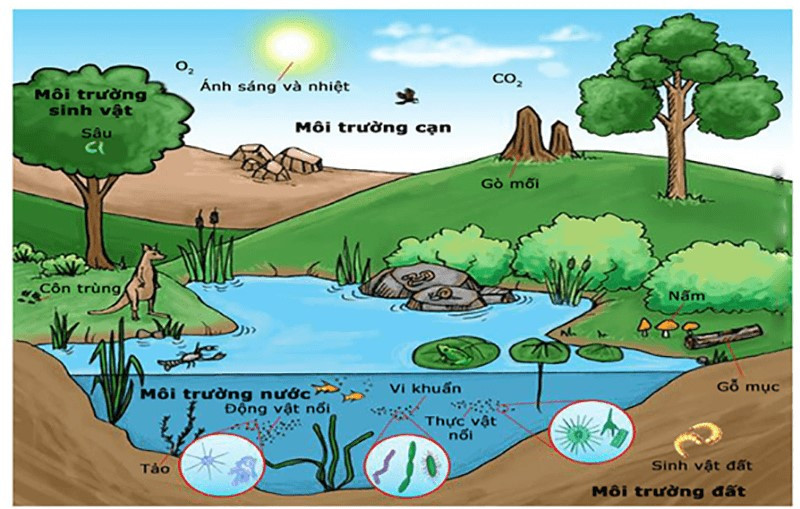 Lý thuyết Địa lí 10 Bài 29: Môi trường và tài nguyên thiên nhiên - Cánh diều (ảnh 1)