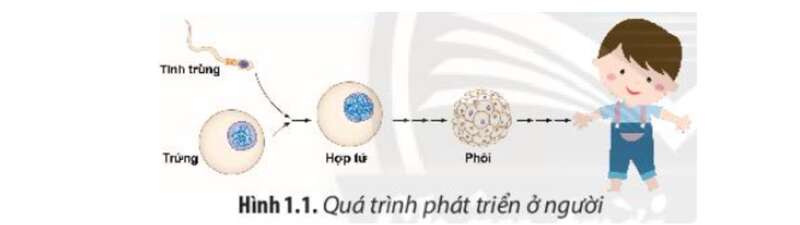 Chuyên đề Sinh học 10 Chân trời sáng tạo Bài 1: Khái quát về công nghệ tế bào (ảnh 1)