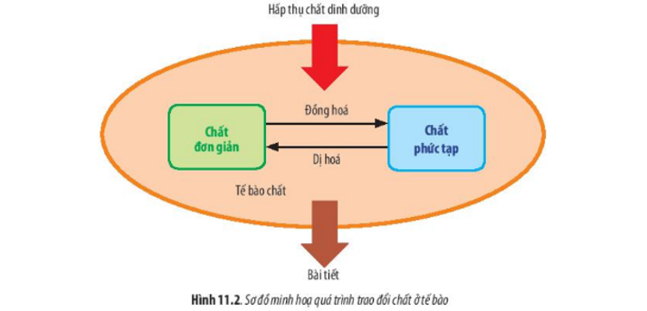 Lý thuyết Sinh học 10 Bài 11 (Chân trời sáng tạo): Vận chuyển các chất qua màng sinh chất (ảnh 1)