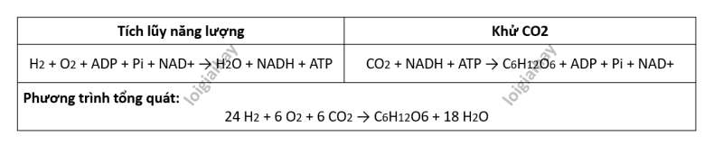 Lý thuyết Sinh học 10 Bài 11 (Cánh diều): Tổng hợp và phân giải các chất trong tế bào (ảnh 6)