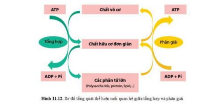 Lý thuyết Sinh học 10 Bài 11 (Cánh diều): Tổng hợp và phân giải các chất trong tế bào (ảnh 15)