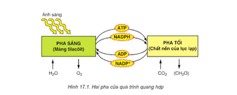 Lý thuyết Sinh học 10 Bài 11 (Cánh diều): Tổng hợp và phân giải các chất trong tế bào (ảnh 3)