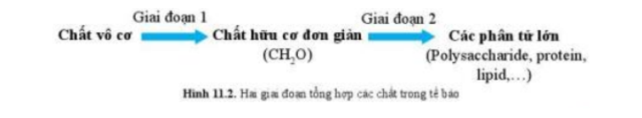 Lý thuyết Sinh học 10 Bài 11 (Cánh diều): Tổng hợp và phân giải các chất trong tế bào (ảnh 1)