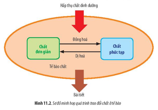 Sinh học 10 Bài 11: Vận chuyển các chất qua màng sinh chất | Giải Sinh 10 Chân trời sáng tạo (ảnh 2)