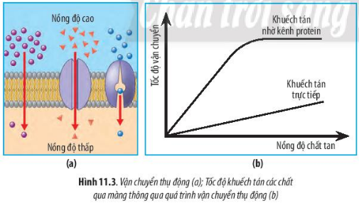 Sinh học 10 Bài 11: Vận chuyển các chất qua màng sinh chất | Giải Sinh 10 Chân trời sáng tạo (ảnh 4)