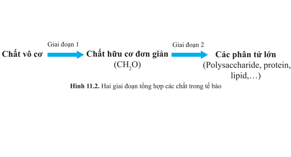 Giáo án điện tử Tổng hợp và phân giải các chất trong tế bào | Bài giảng PPT Sinh học 10 (ảnh 1)