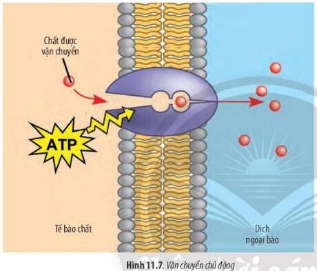 Sinh học 10 Bài 11: Vận chuyển các chất qua màng sinh chất | Giải Sinh 10 Chân trời sáng tạo (ảnh 7)