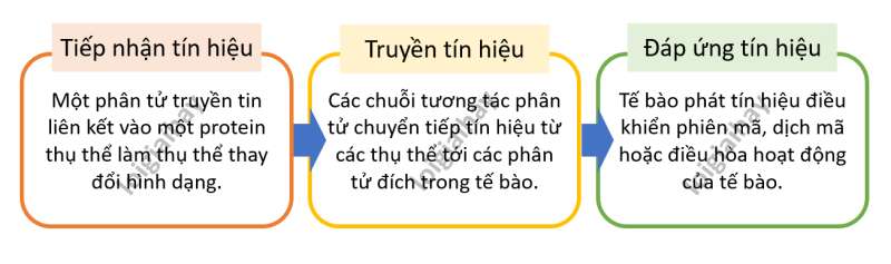 Lý thuyết Sinh học 10 Bài 12 (Kết nối tri thức): Truyền tin tế bào (ảnh 3)