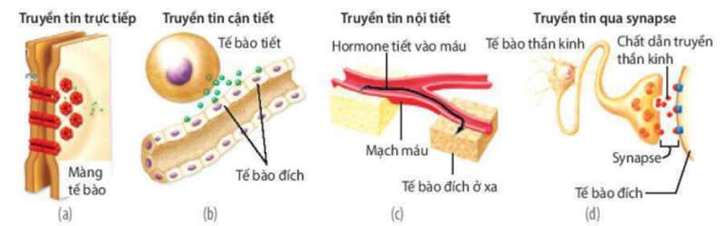 Lý thuyết Sinh học 10 Bài 12 (Kết nối tri thức): Truyền tin tế bào (ảnh 1)