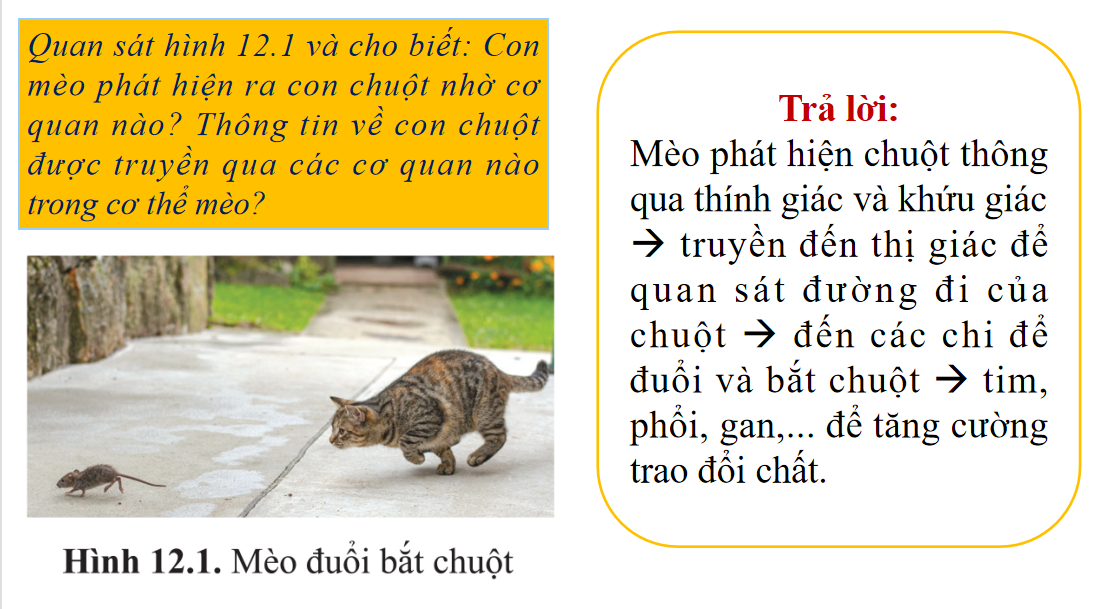 Giáo án điện tử Thông tin giữa các tế bào | Bài giảng PPT Sinh học 10 (ảnh 1)