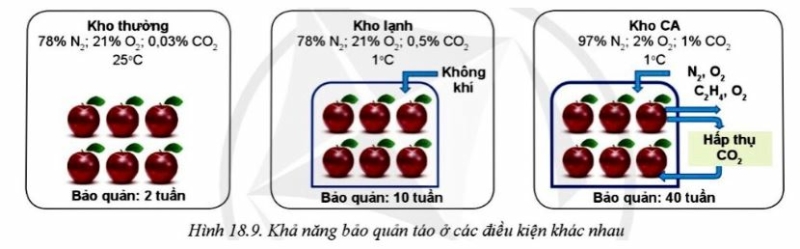 Công nghệ 10 Bài 18: Ứng dụng công nghệ cao trong thu hoạch, bảo quản và chế biến sản phẩm trồng trọt | Cánh diều (ảnh 9)