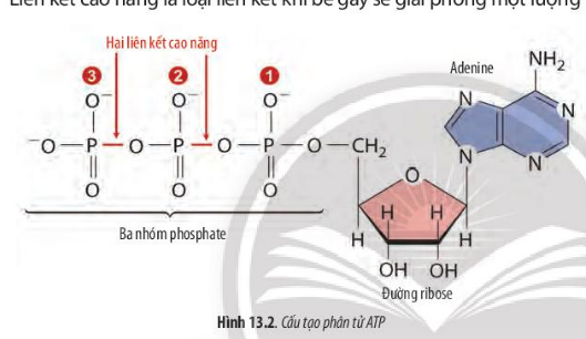 Sinh học 10 Bài 13: Chuyển hóa vật chất và năng lượng trong tế bào | Giải Sinh 10 Chân trời sáng tạo (ảnh 2)