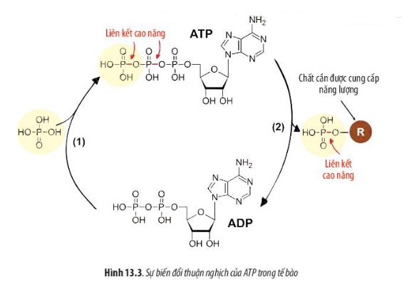 Sinh học 10 Bài 13: Chuyển hóa vật chất và năng lượng trong tế bào | Giải Sinh 10 Chân trời sáng tạo (ảnh 3)