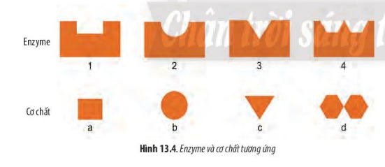 Sinh học 10 Bài 13: Chuyển hóa vật chất và năng lượng trong tế bào | Giải Sinh 10 Chân trời sáng tạo (ảnh 4)